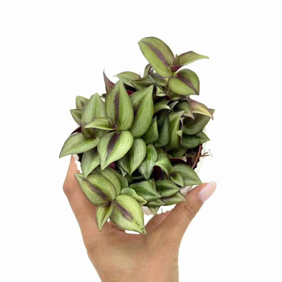 Plant and Stories Tradescantia Zebrina plante pot 8 cm feuillage rayé