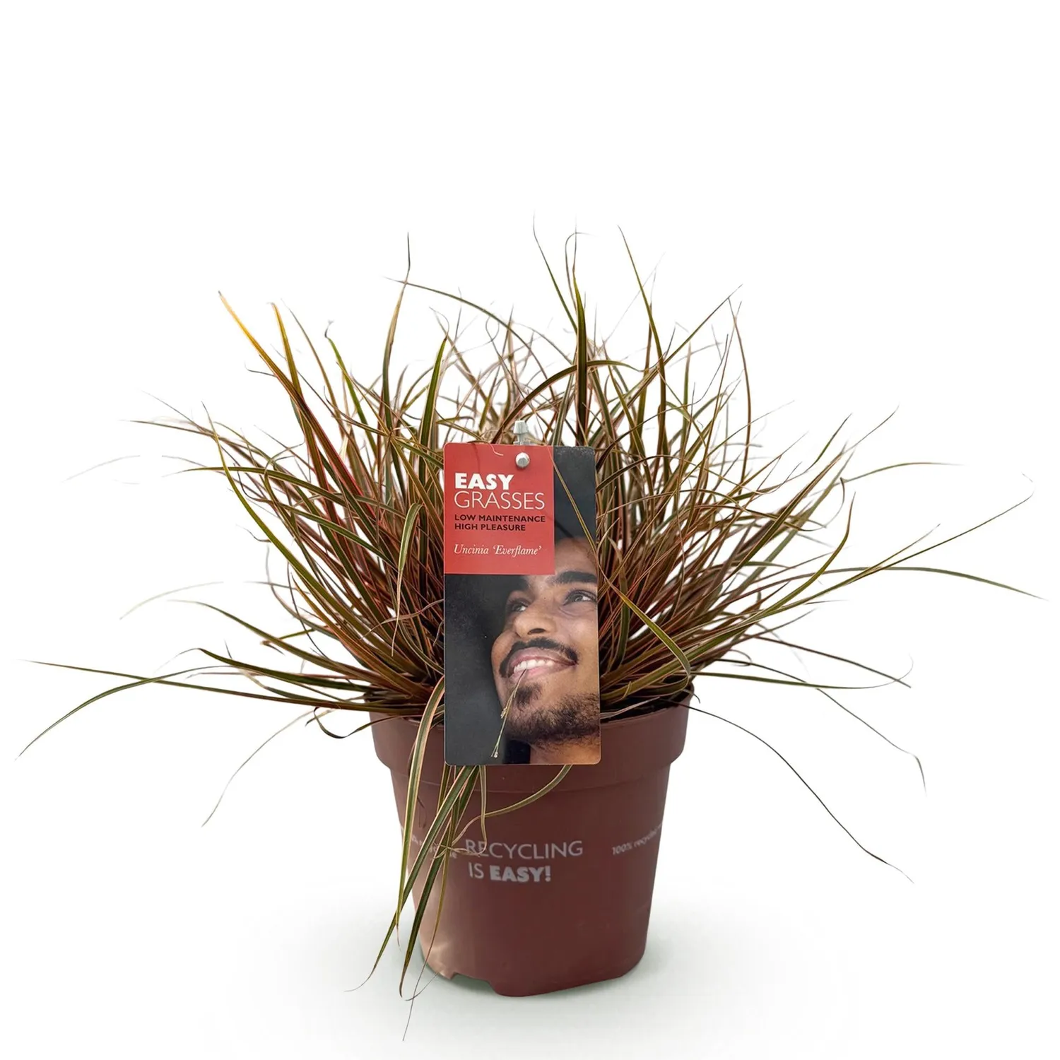 Plant and Stories Uncinia Everflame laîche rouge pot 17 cm