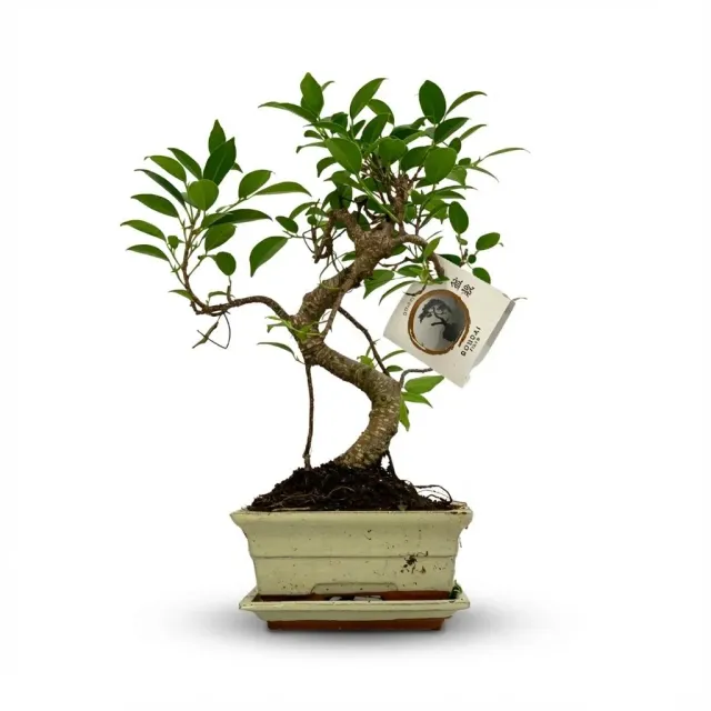 Plant and Stories bonsaï S pot céramique 15cm mix aléatoire