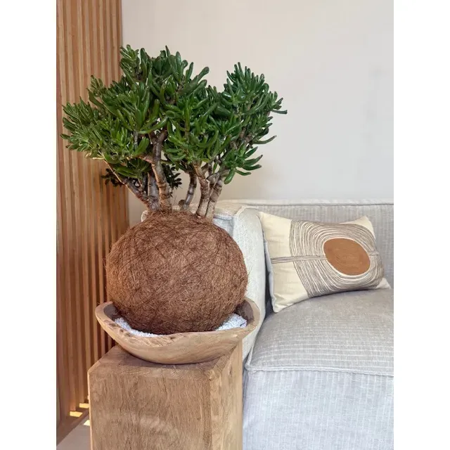 Oh My Green Crassula Ovata Hobbit cocodama XXL plein soleil
