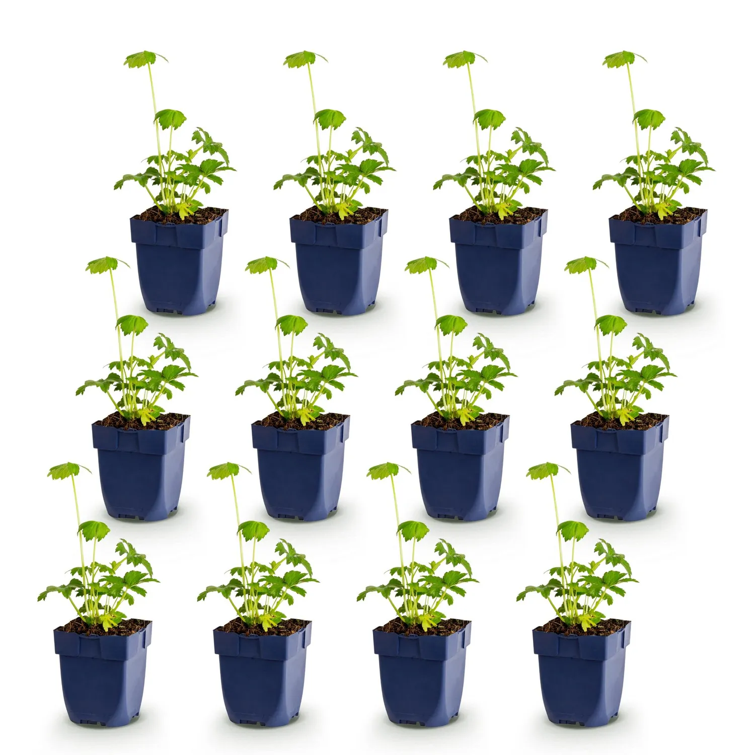 Plant and Stories Major astrance vivace pot 11 cm 1 plant