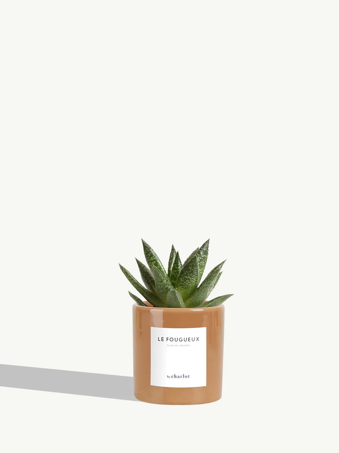 By Charlot Le Fougueux mini plante XS succulente