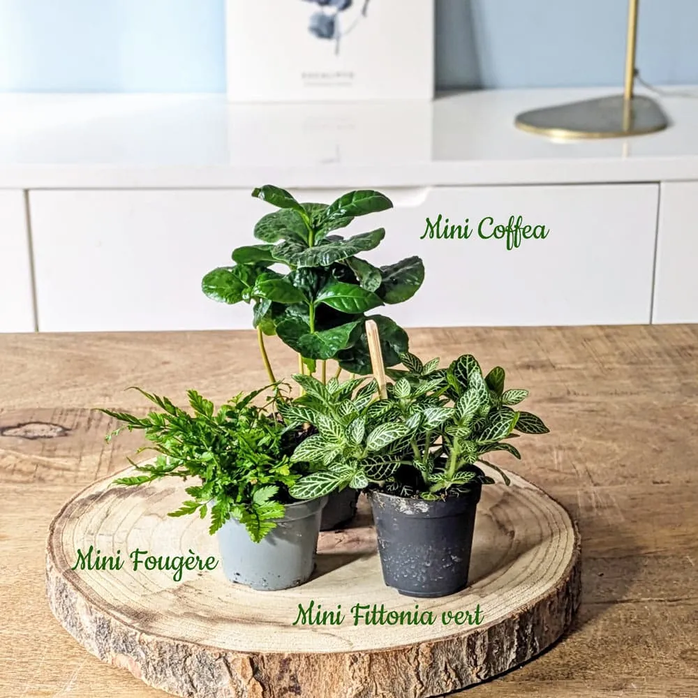 Réconciliation Végétale recharge terrarium grand modèle 3 plantes