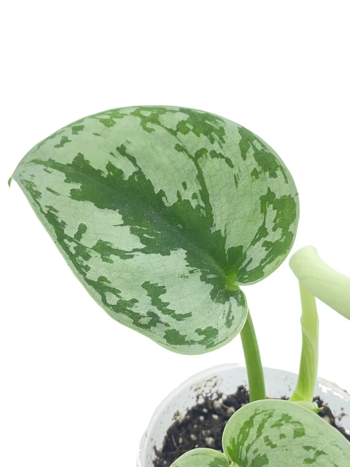 Plant and Stories Scindapsus Pictus Trebie plante retombante pot 12 cm