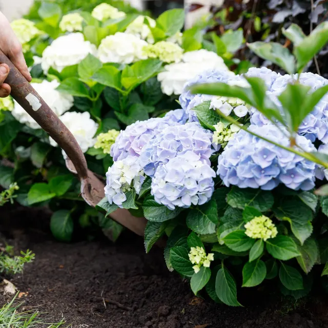 Plant and Stories Forever Ever hortensia bleu 23 cm 1 plant