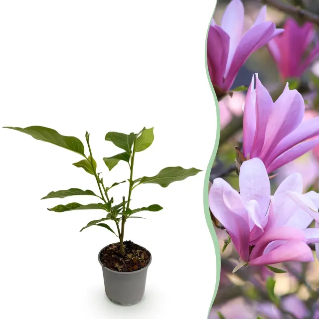 Plant and Stories Magnolia Betty arbuste rose pot 12 cm 30 cm