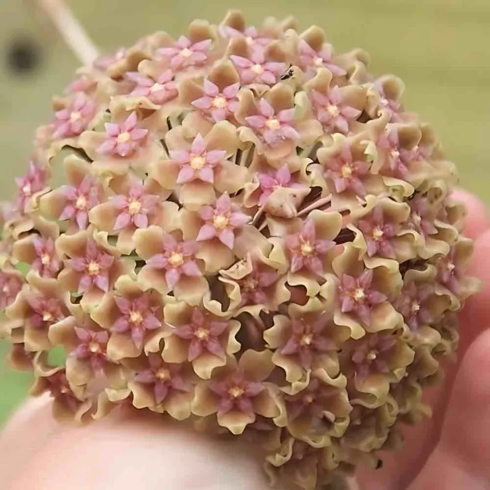 Plant and Stories Hoya Glabra Splash intérieur 10,5 cm
