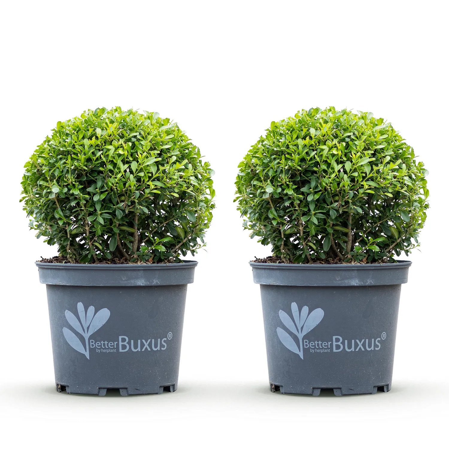 Plant and Stories Buis Skylight arbuste pot 23cm hauteur 25cm