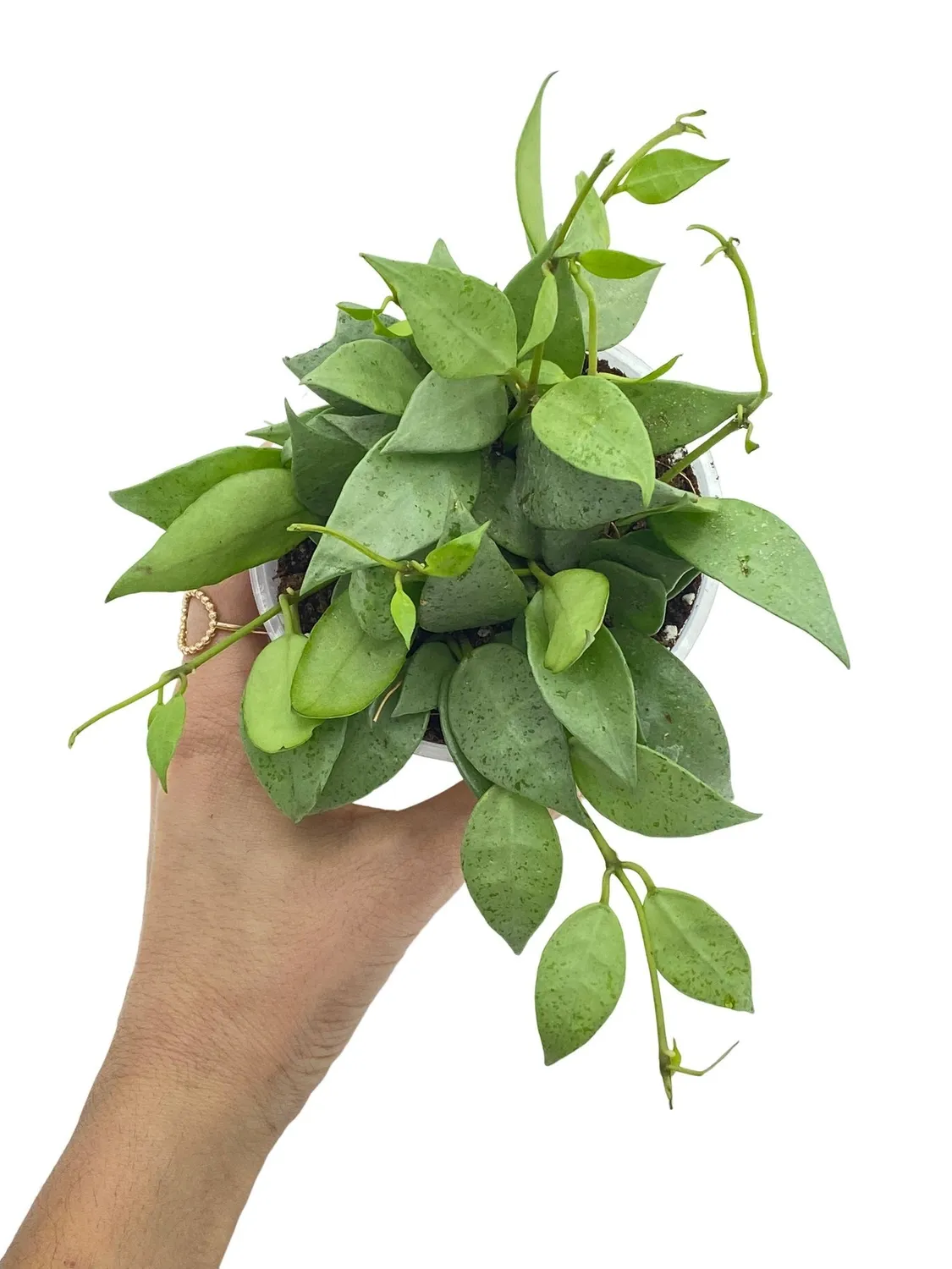 PLANT AND STORIES Hoya Lacunosa Mint plante intérieur pot 9 cm parfumée