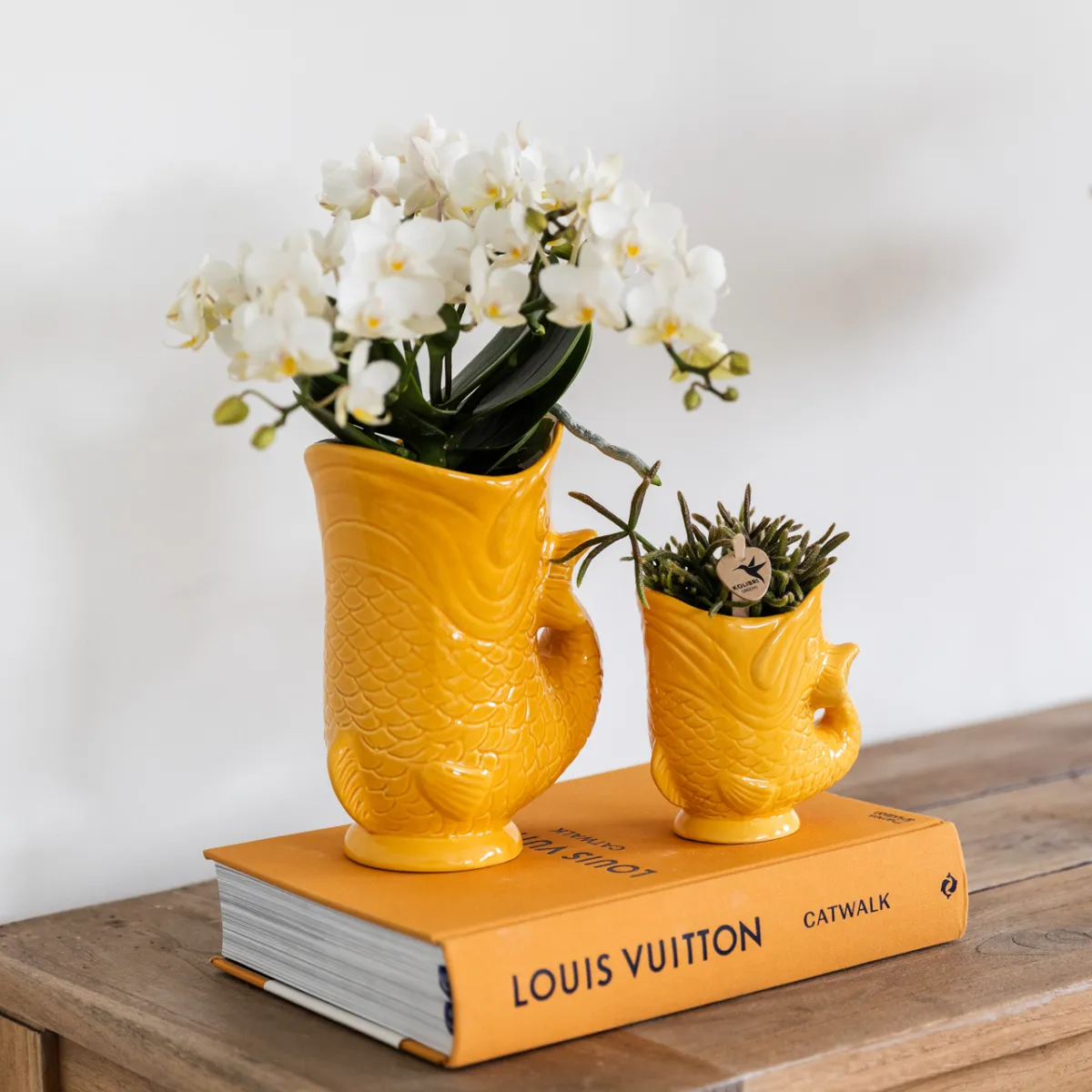 Plant and Stories Nazaré orchidée blanche 9 cm coffret succulente