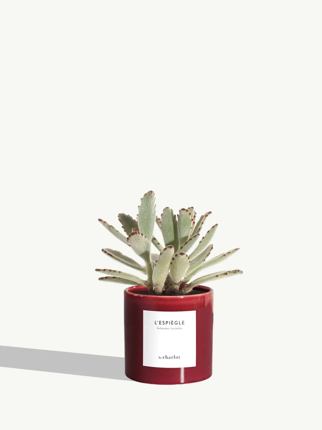 By Charlot L’Espiègle kalanchoe plante XS pot 8 cm