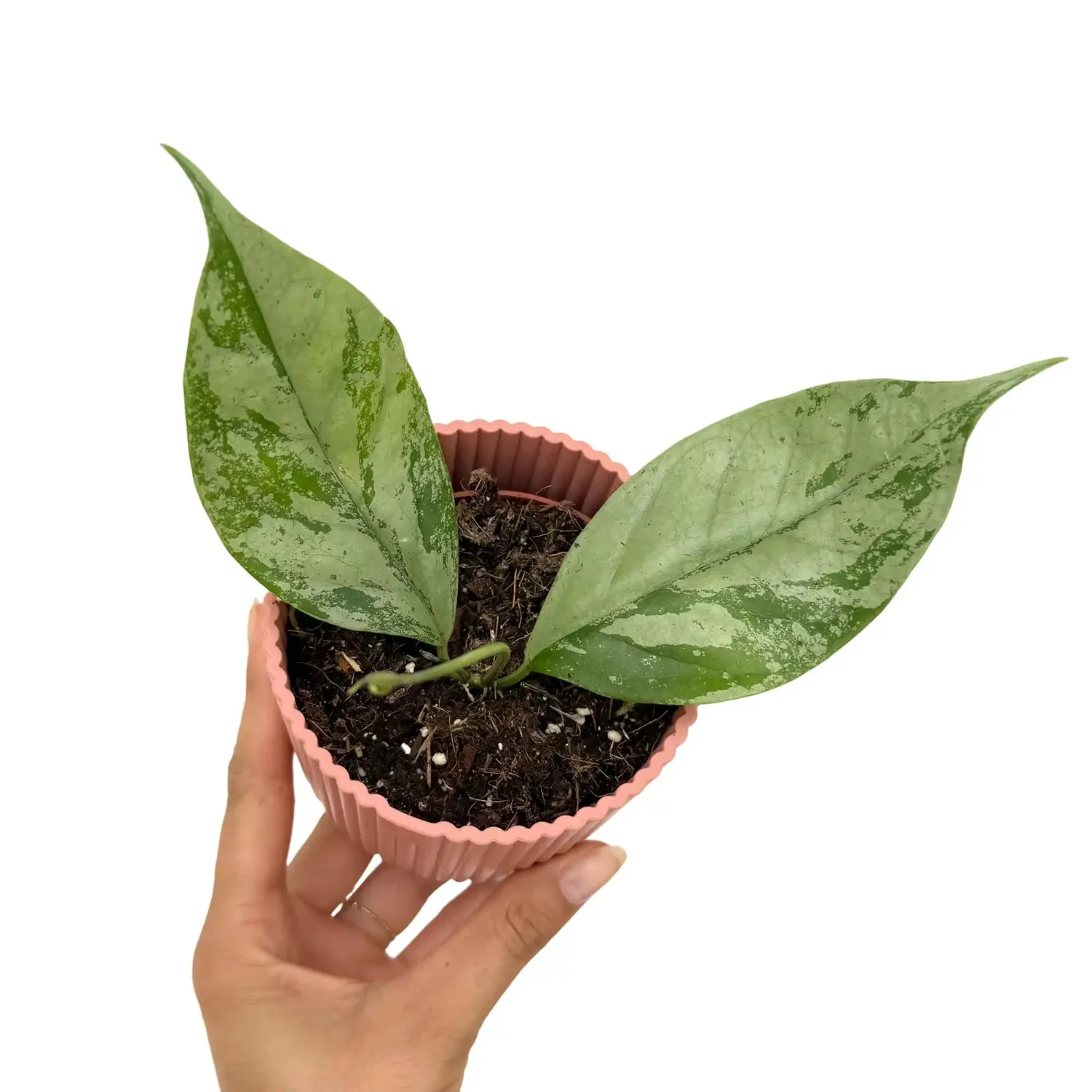 Plant and Stories Hoya Coriacea Silver plante pot 10,5 cm