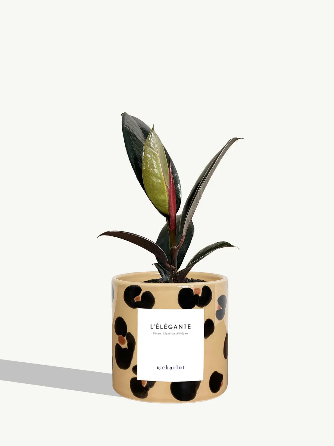 By Charlot L'Élégante Plante verte facile d'entretien