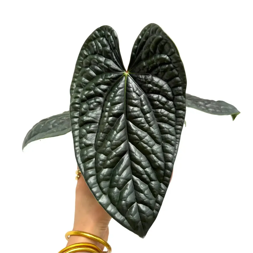 Plant and Stories Anthurium Luxurians plante pot 6 cm bullée