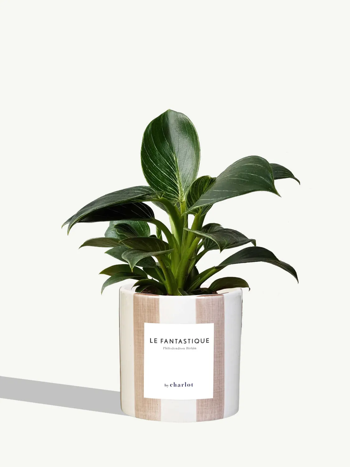 By Charlot Le Fantastique plante peperomia pot 10 cm