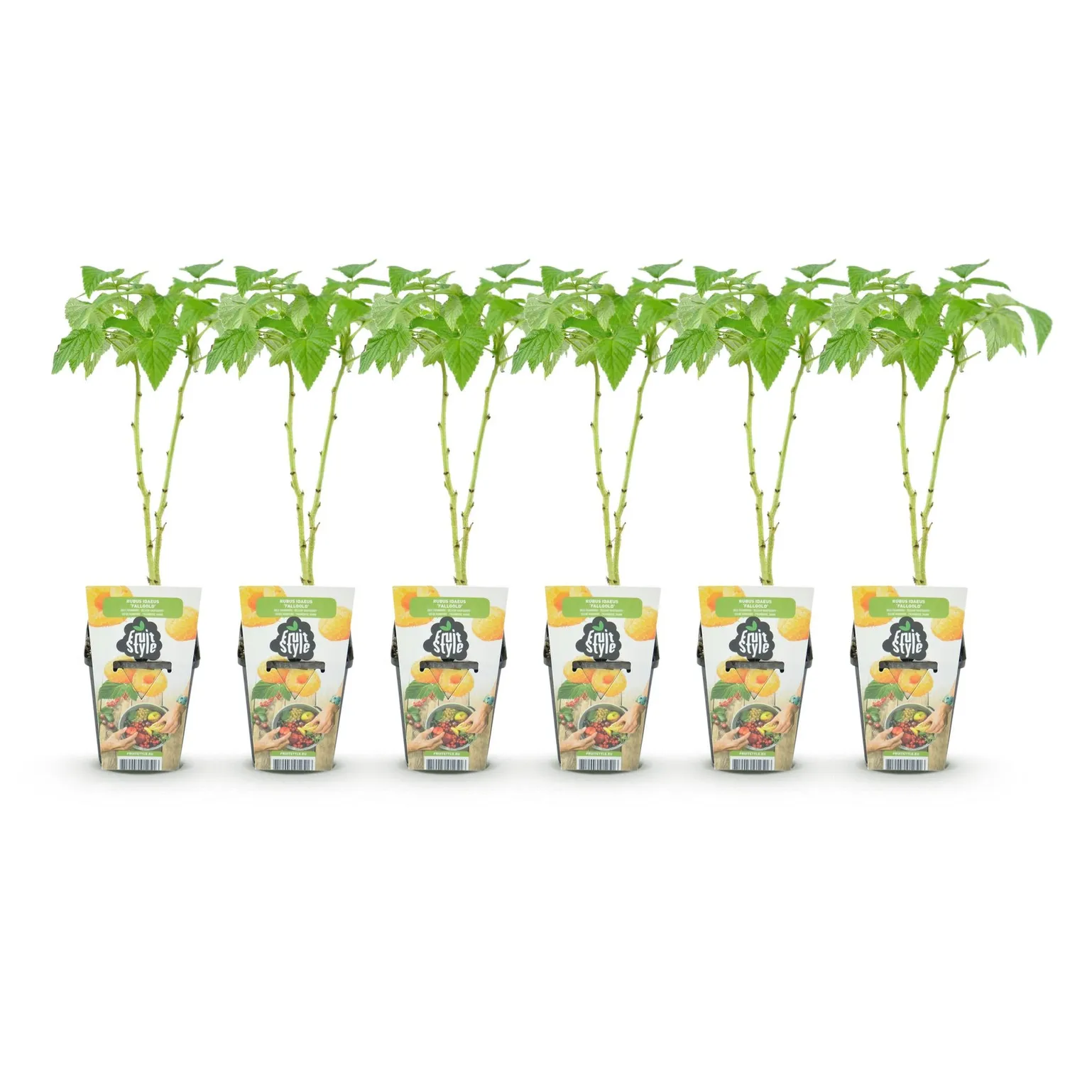 Plant and Stories Fallgold framboisier jaune 3 plants pot 9 cm