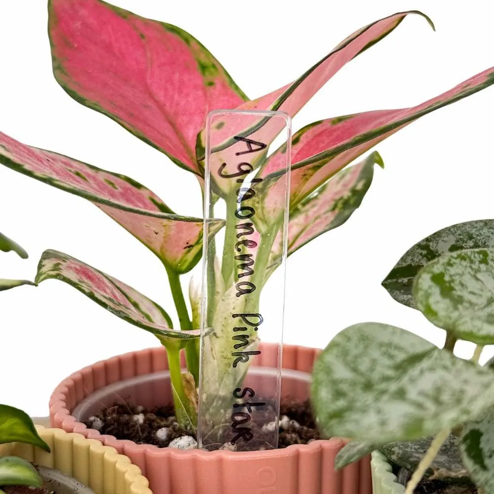 Plant and Stories étiquettes plantes acrylique lot 10 transparent