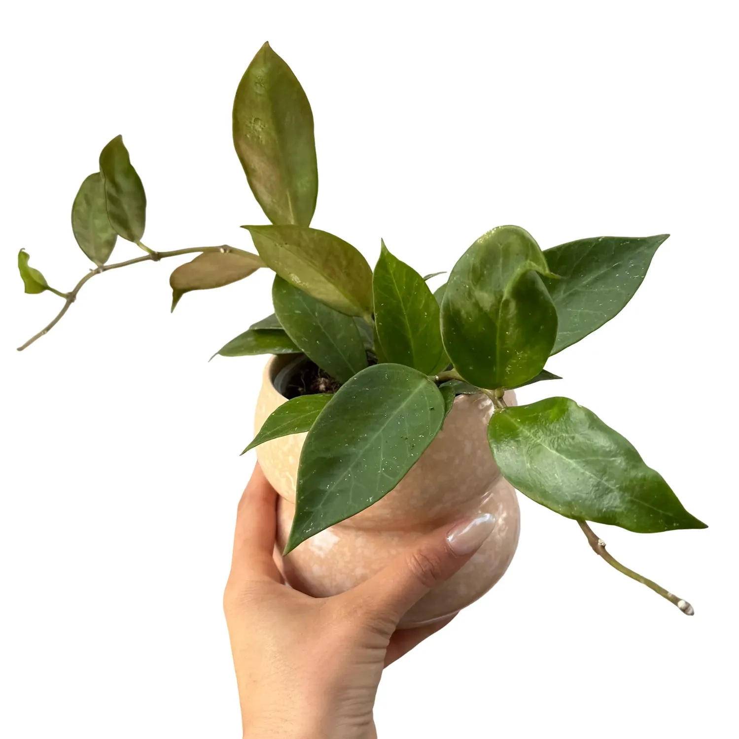 Plant and Stories Hoya Sunrise plante pot 6 cm feuilles soleil