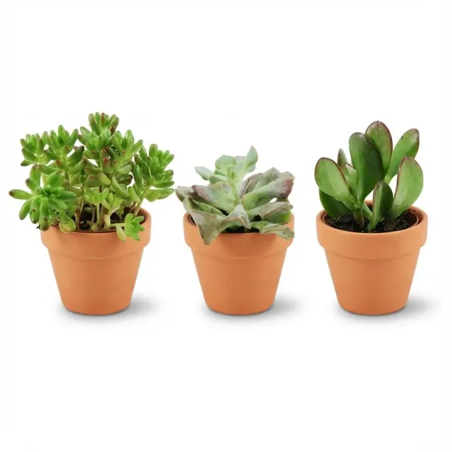 Plant and Stories Mini Mélange Succulentes terre cuite 8cm lot 9