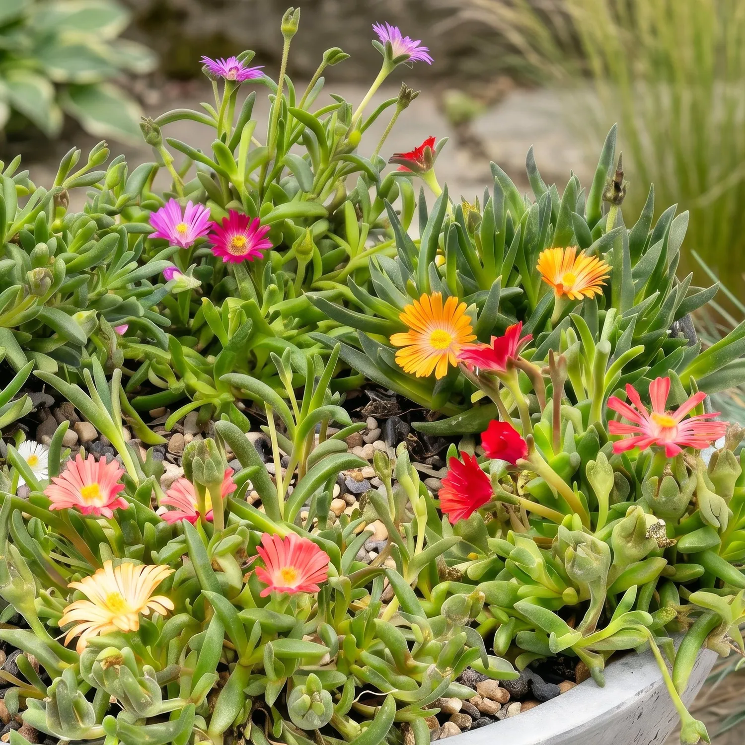Plant and Stories Delosperma pourpier vivace couvre-sol 6 plants fleuri