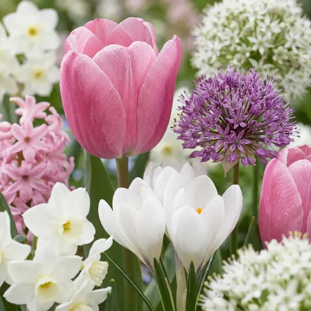 Plant and Stories Bulb Garden Pink bulbes roses 125 bulbes floraison
