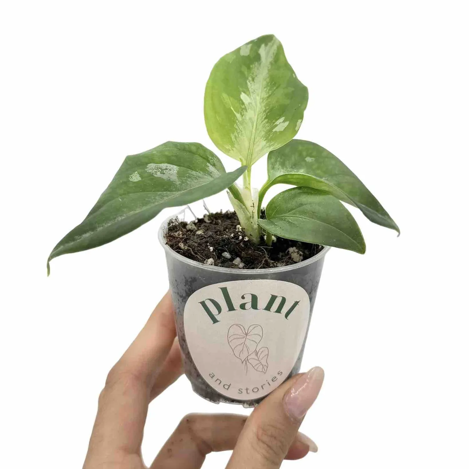 Plant and Stories Pictum Tricolor aglaonema pot 6 cm