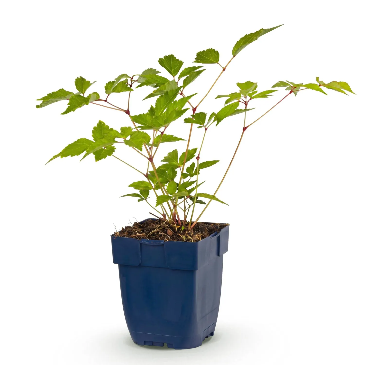 Plant and Stories Astilbe Europa vivace ombre pot 11 cm rose
