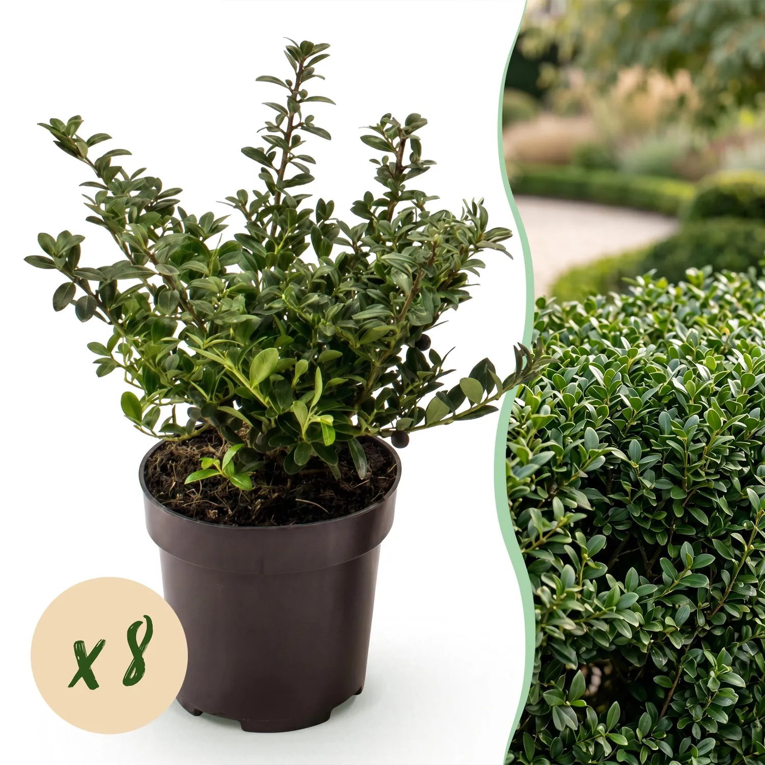 Plant and Stories Stokes houx crénelé 8 plants pot 9 cm