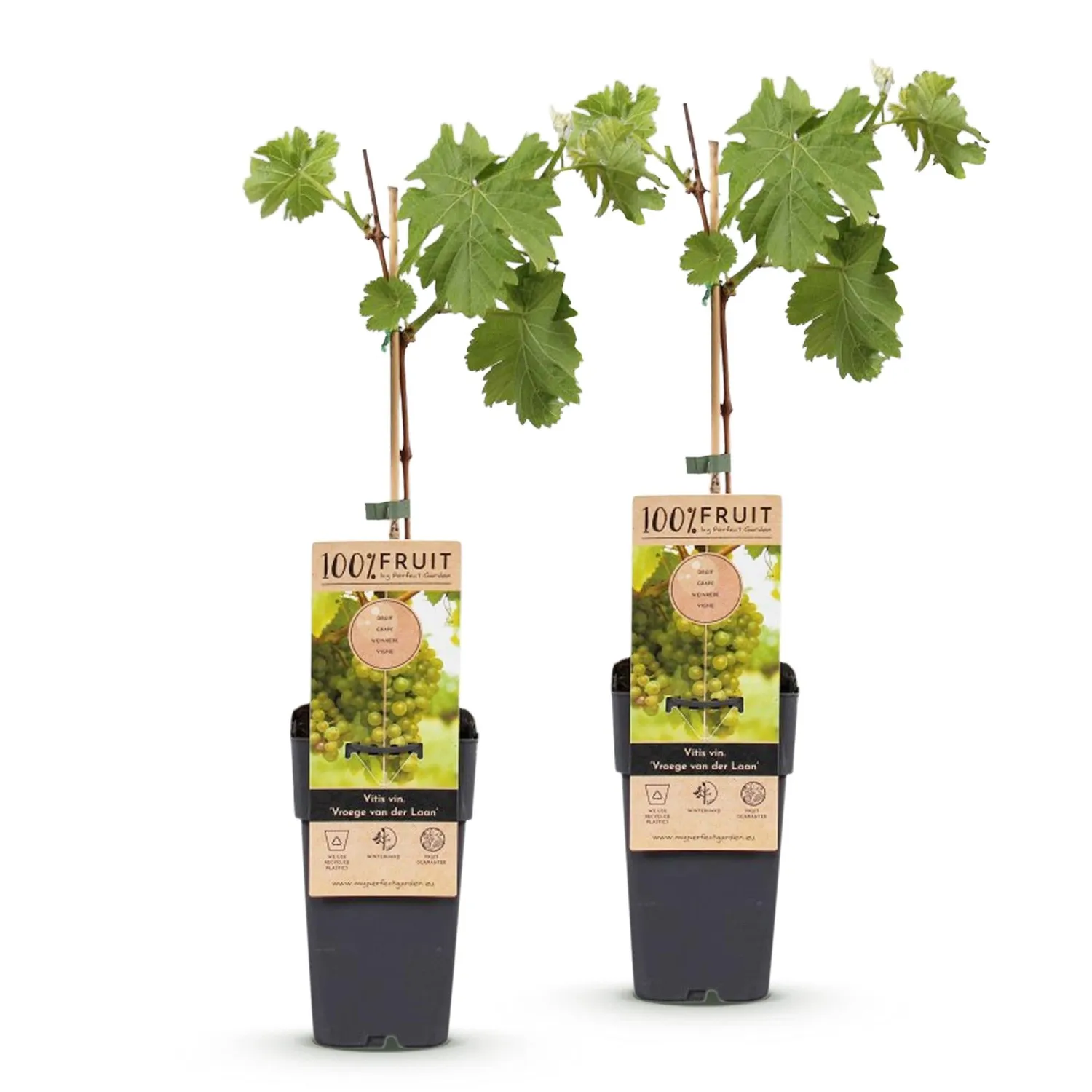 Plant and Stories Vitis Vroege Laan vigne table 2x50 cm noir