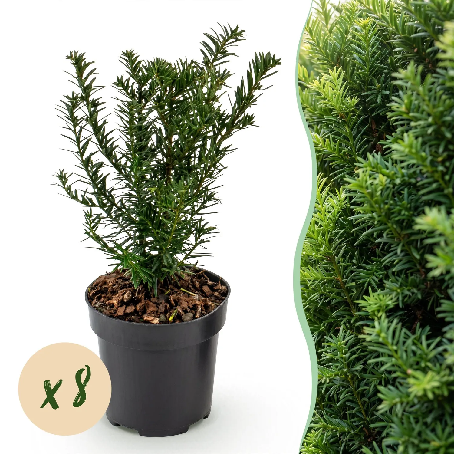 Plant and Stories Taxus baccata if commun 8 plants pot 9 cm