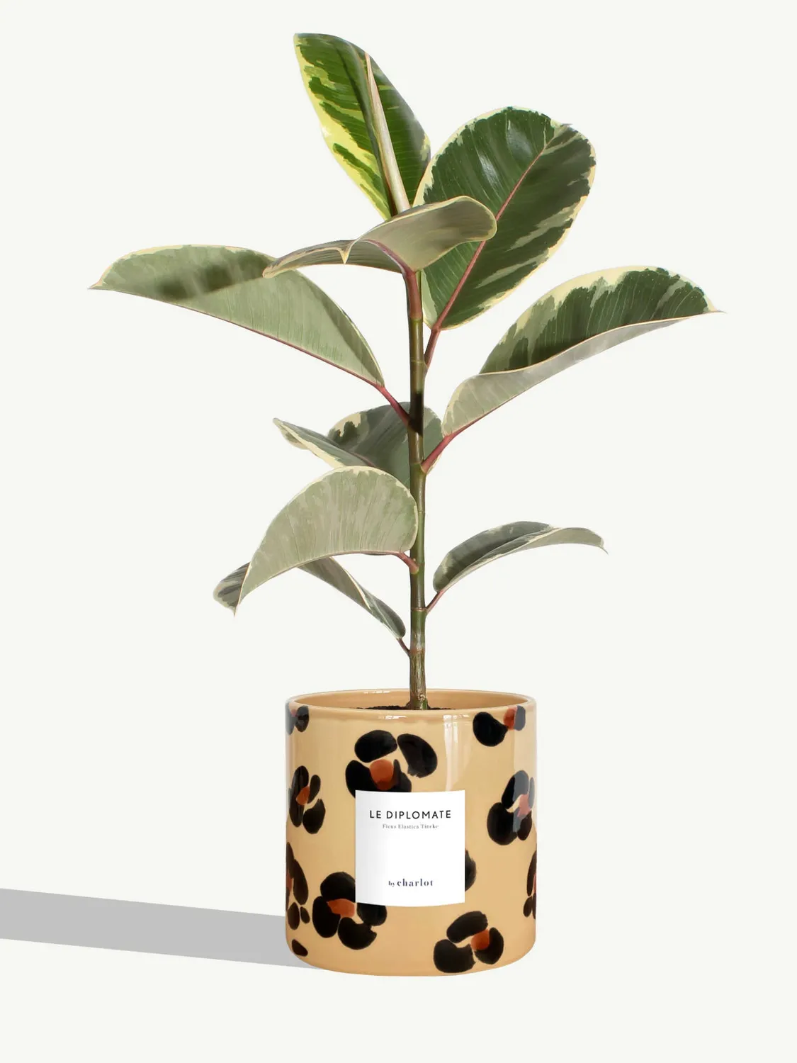 By Charlot Le Diplomate plante verte ficus pot 14 cm