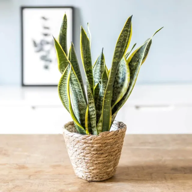 Réconciliation Végétale Esther sansevieria plante verte robuste