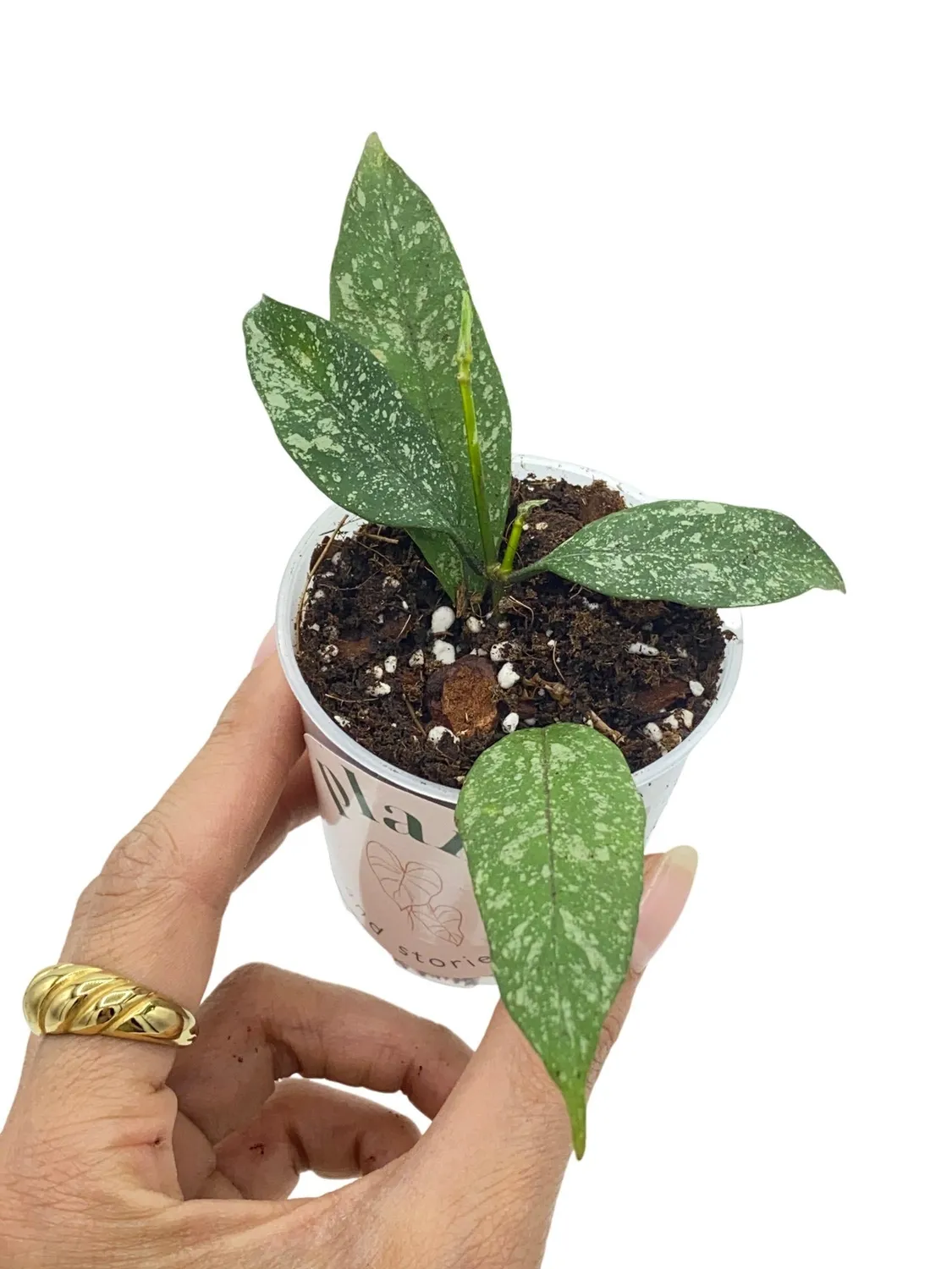 Plant and Stories Hoya Multiflora Splash plante d’intérieur pot 8cm splash