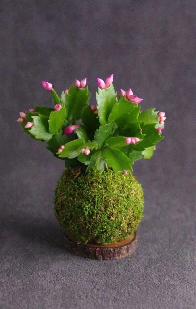 Aquaphyte Pantanal Magnet kokedama cactus Noël 8 cm