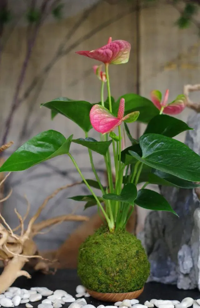 AQUAPHYTE Gatun Pinky Ichi kokedama anthurium rose