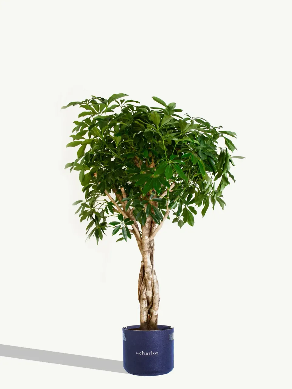 By Charlot La Pétillante recharge schefflera 110-130 cm
