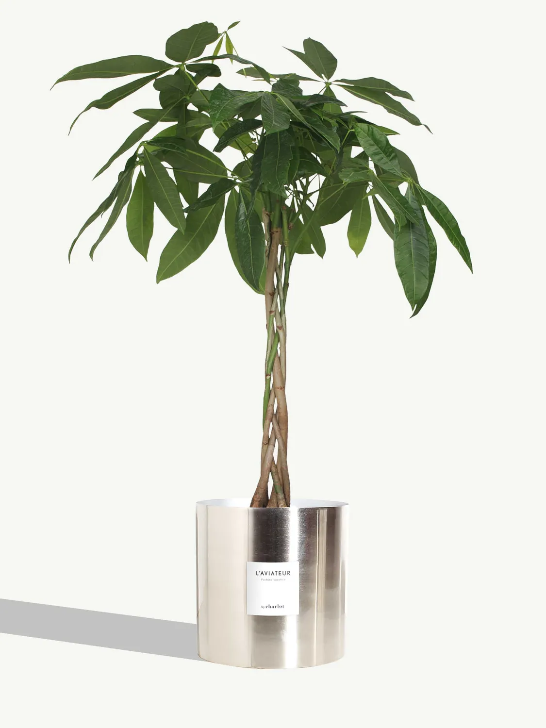 By Charlot L'Aviateur grande plante pot métal L 100 cm