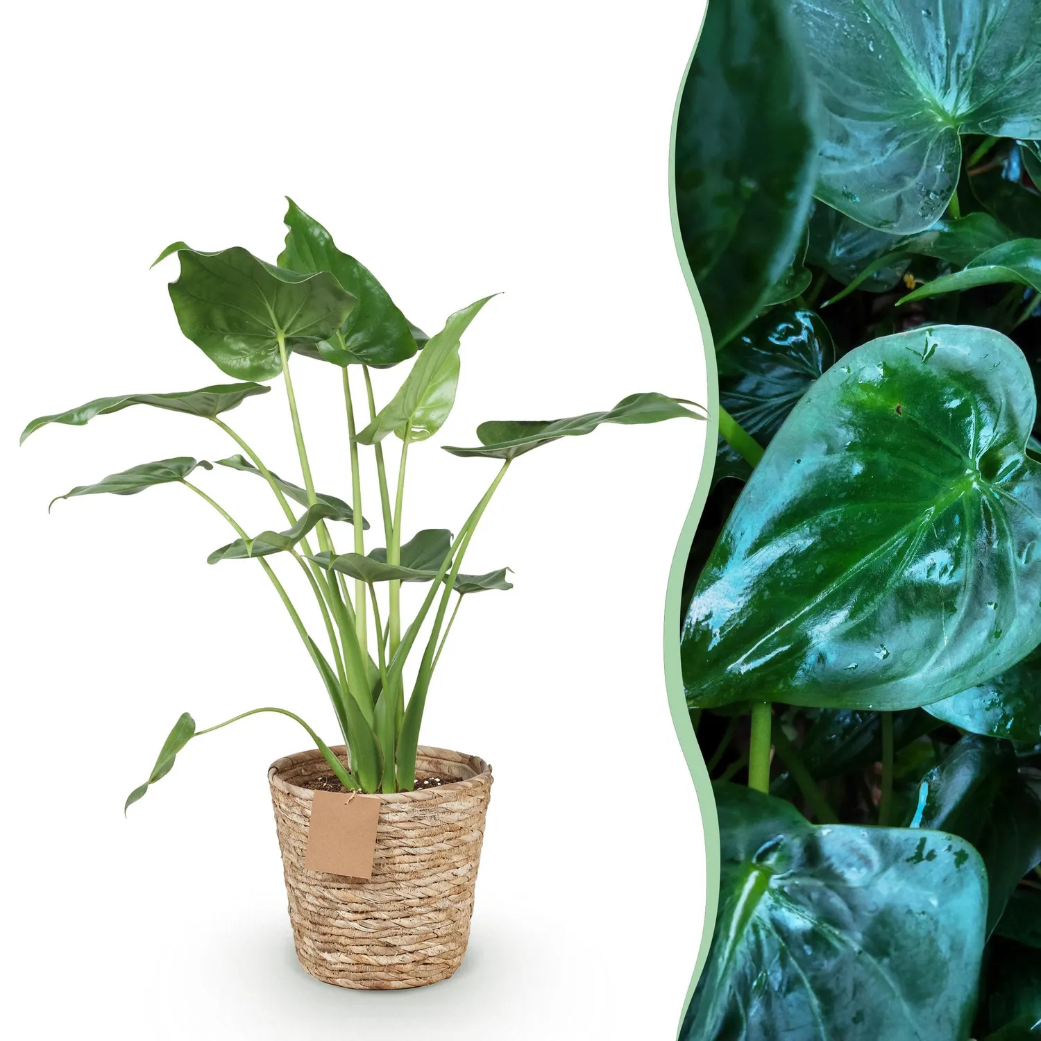 Plant and Stories Alocasia Cucullata Main Bouddha plante pot 21cm