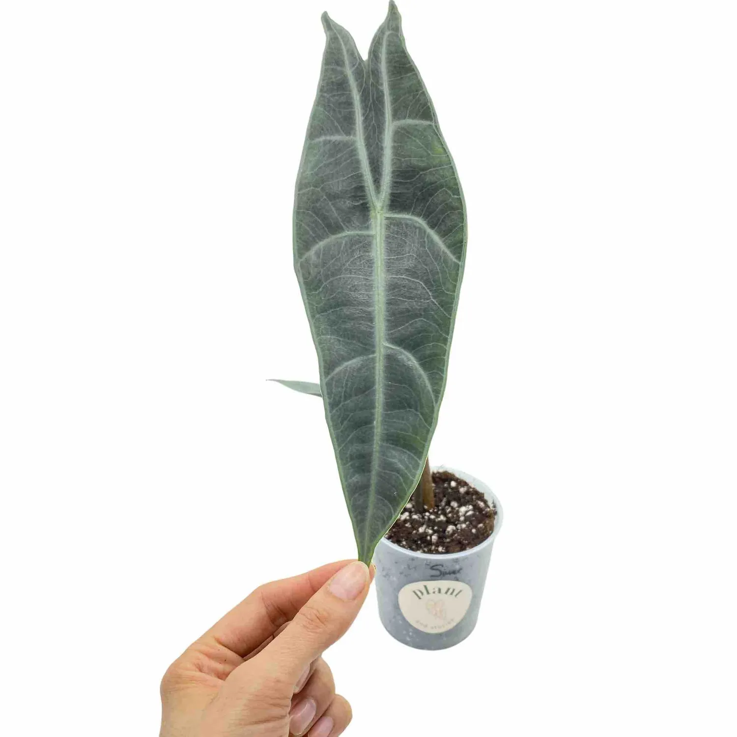 Plant and Stories Alocasia Longiloba Silver plante pot 8cm