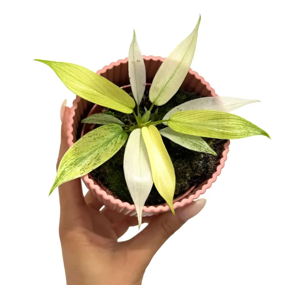 Plant and Stories Philodendron Florida Ghost plante pot 9 cm