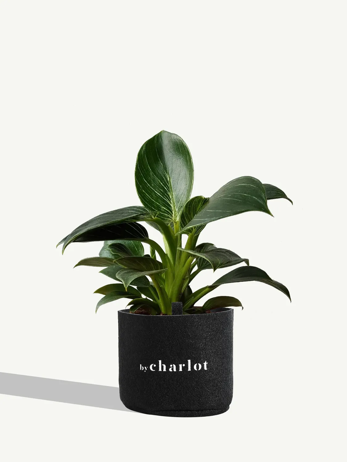 By Charlot Le Fantastique plante peperomia recharge S