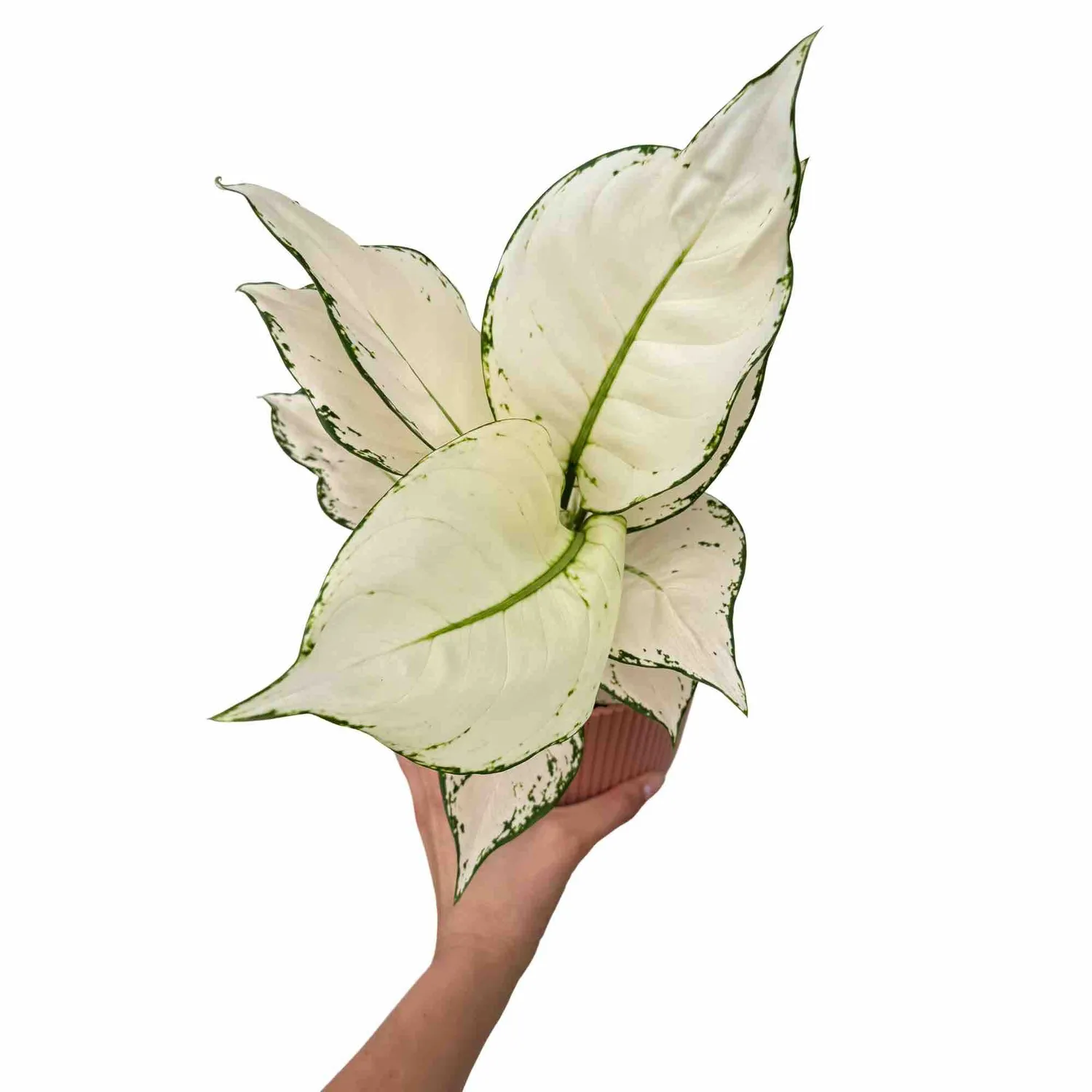 Plant and Stories Aglaonema White Joy plante 12 cm panachée