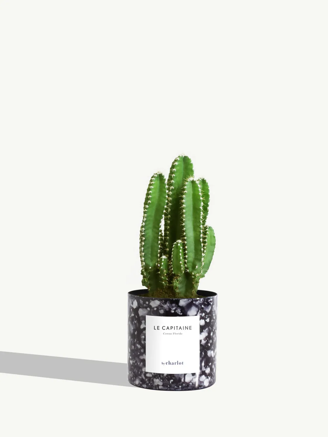 By Charlot Le Capitaine cactus cereus XS pot 8 cm