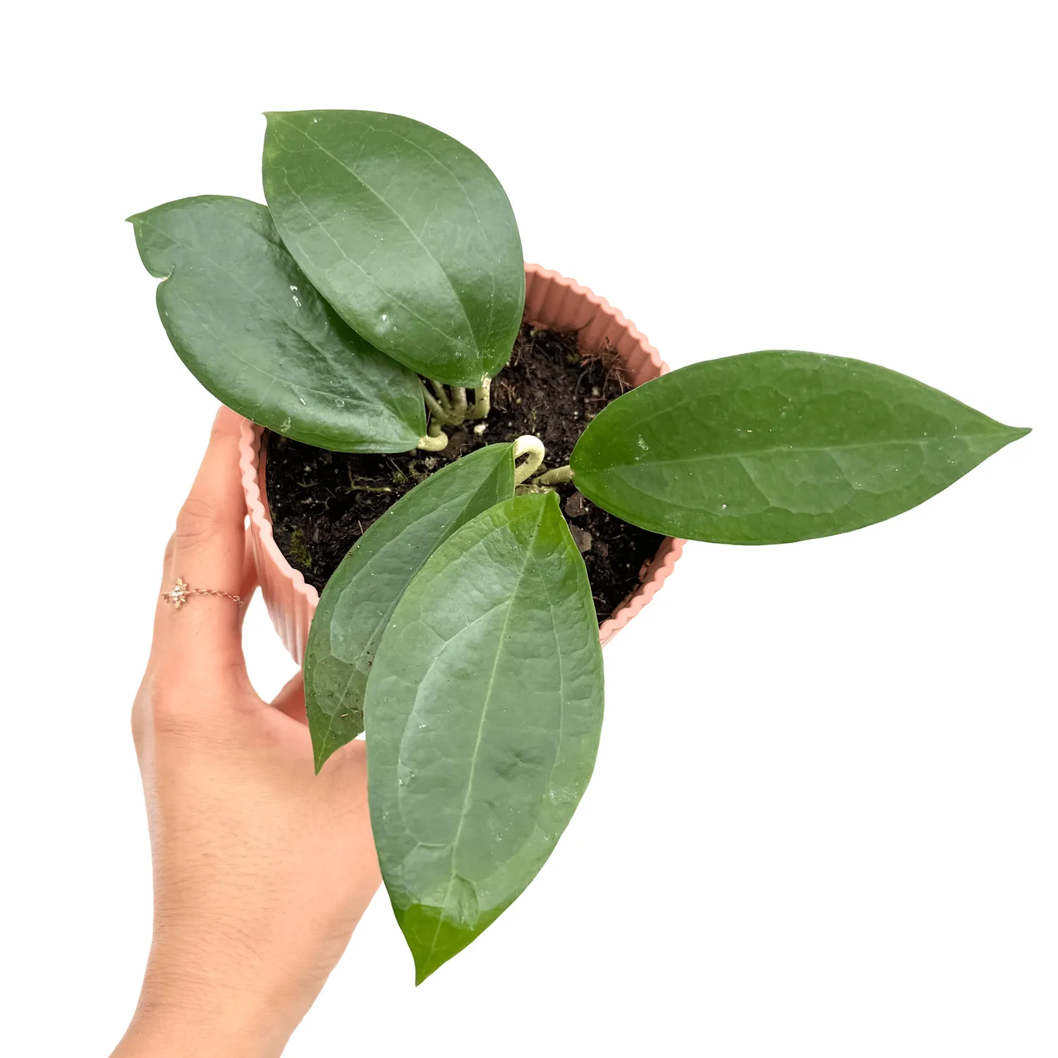 Plant and Stories Hoya Timor liane verte pot 10,5 cm