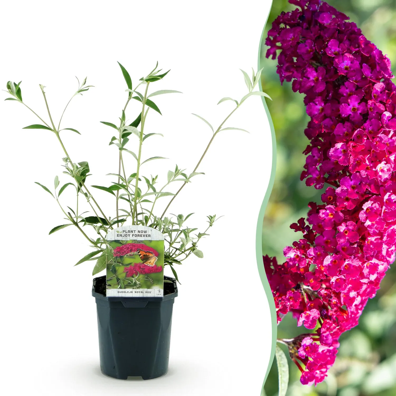 Plant and Stories Buddleia Royal Red arbuste pot 17cm rouge