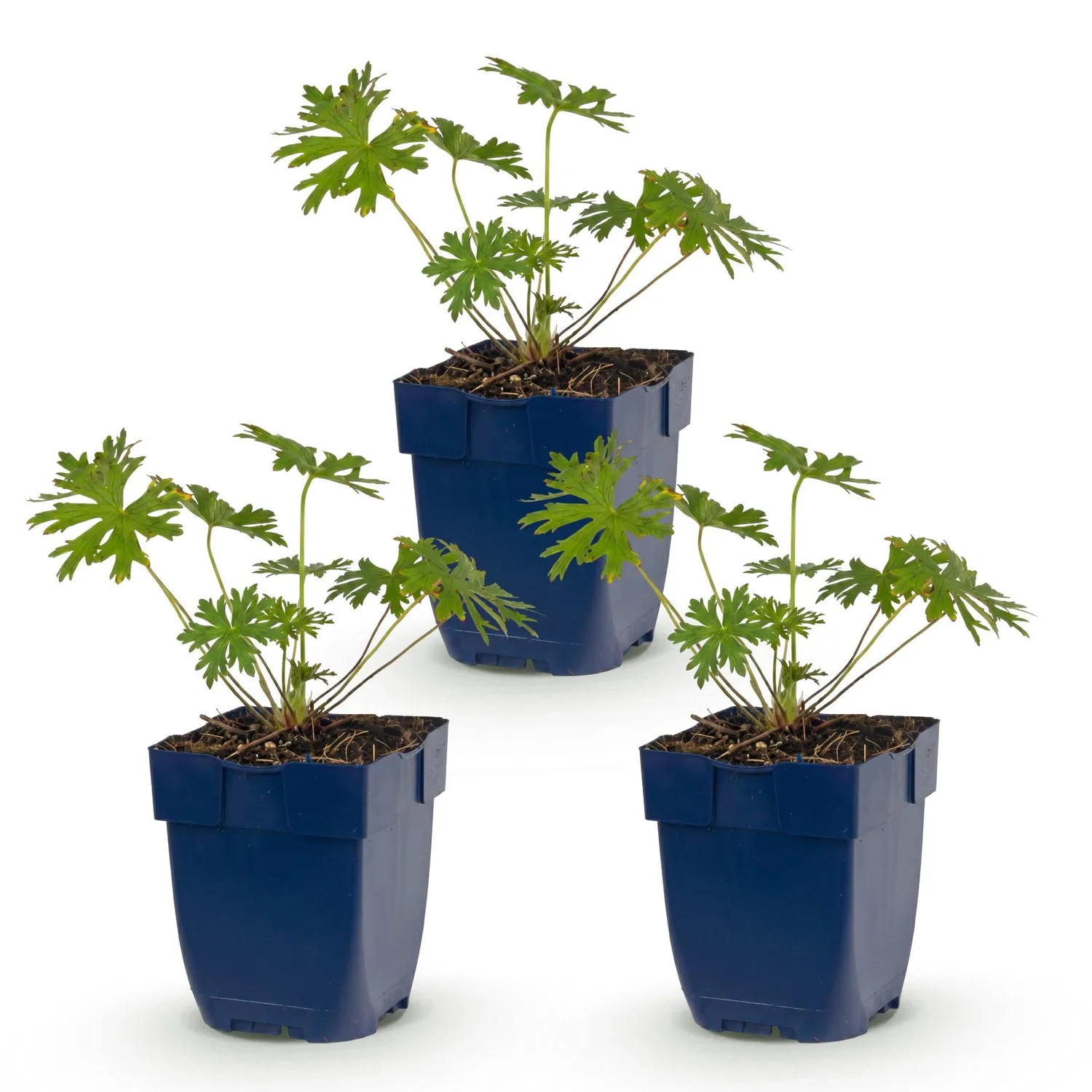PLANT AND STORIES Géranium Johnson's Blue vivace pot 11 cm 1 plant