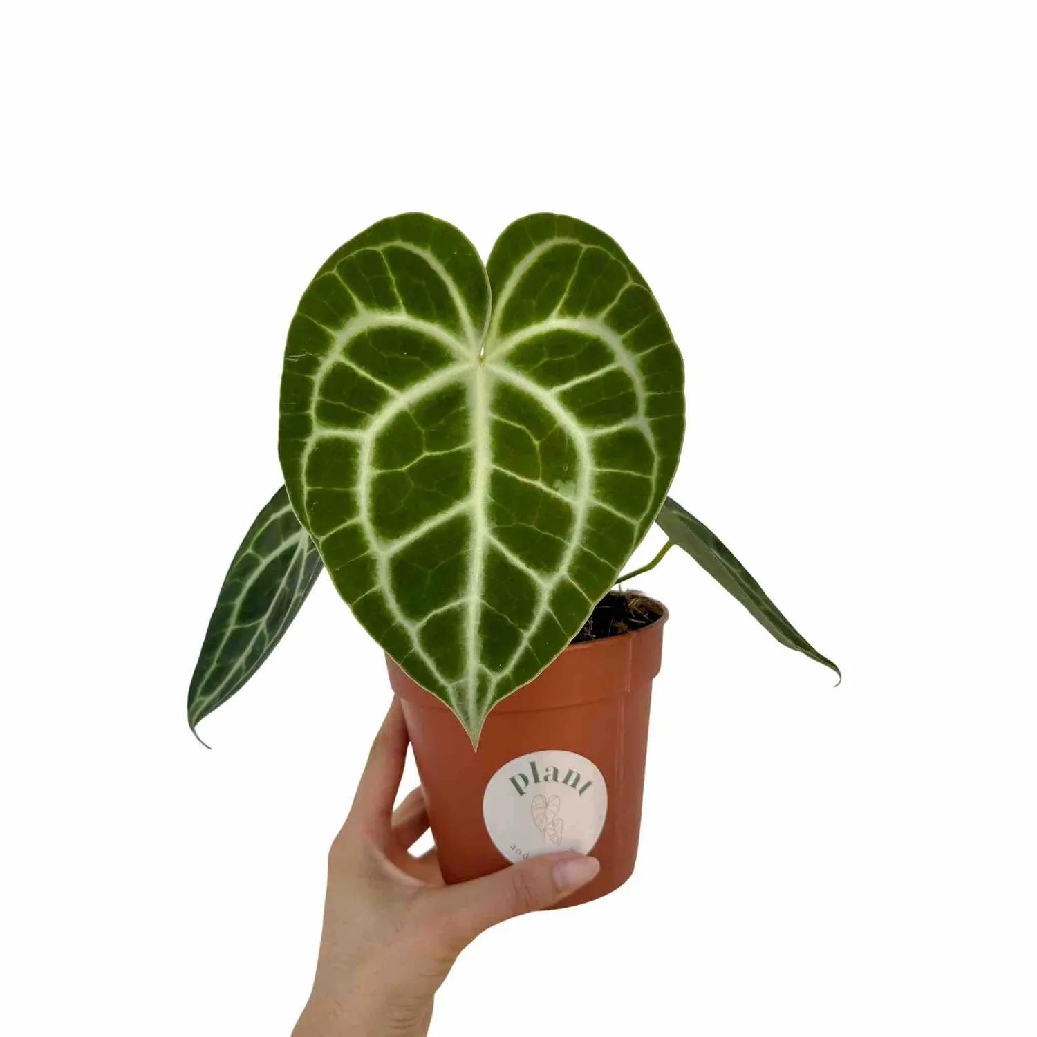 Plant and Stories Anthurium Clarinervium plante velours 12cm