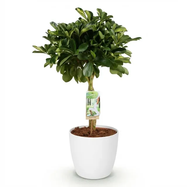 Plant and Stories Gold Capelle schefflera 70-81cm sans pot