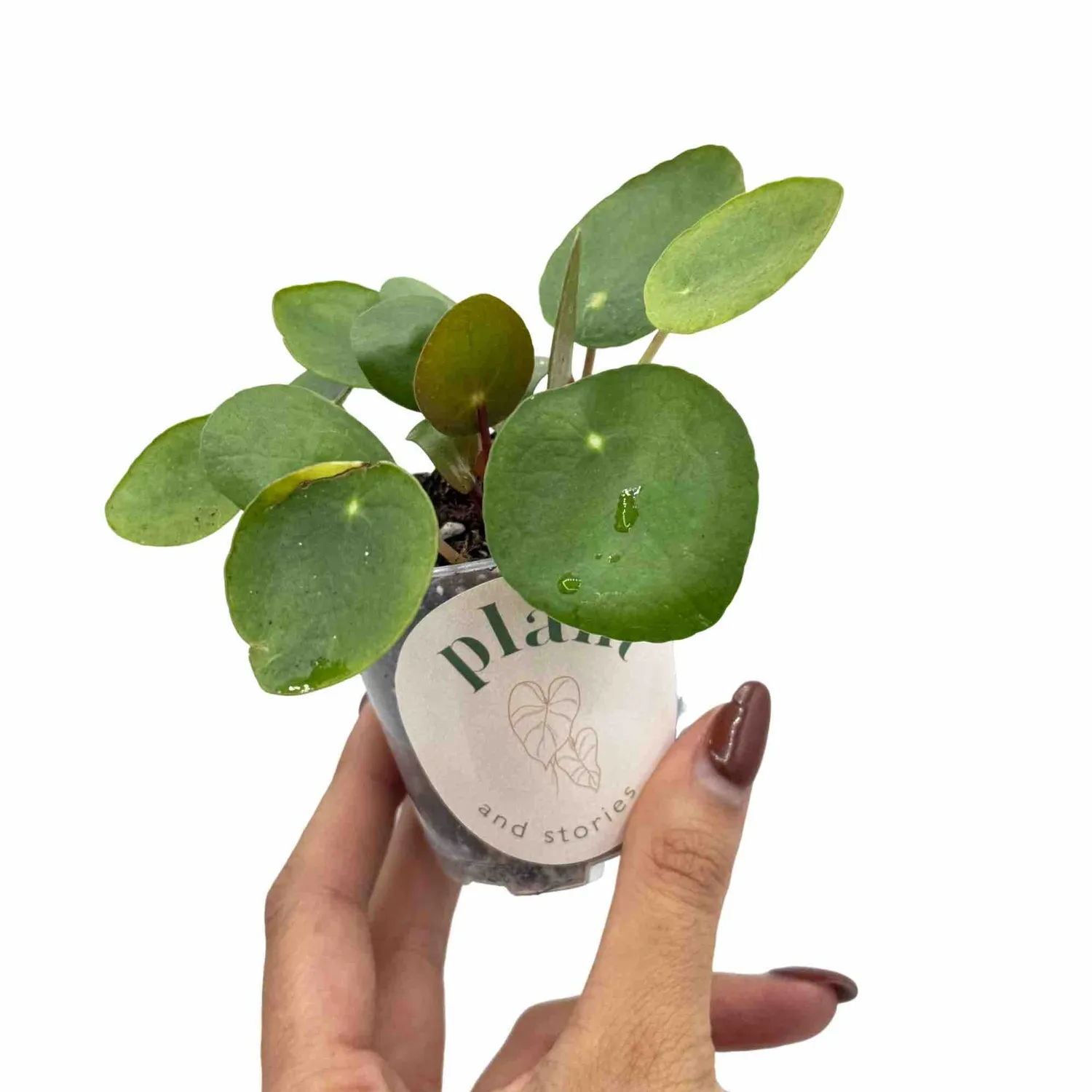 Plant and Stories Pilea Peperomioides plante pot 6 cm