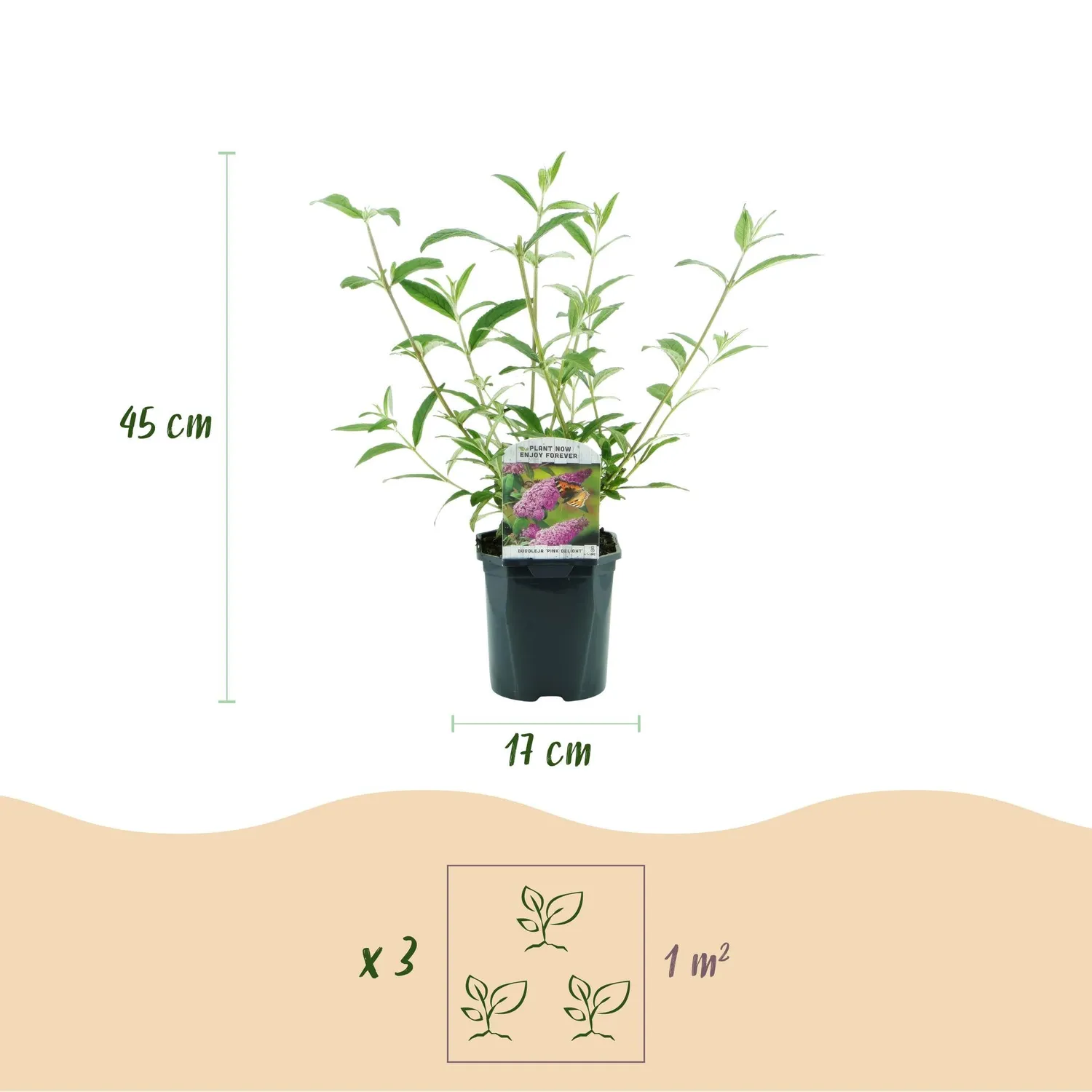 Plant and Stories Pink Delight buddleia arbuste 1 plant pot 17 cm